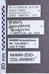 Etikette zu Athous (Orthathous) dasycerus (Buysson, 1890) (NHMW-ZOO-COL-0008457)